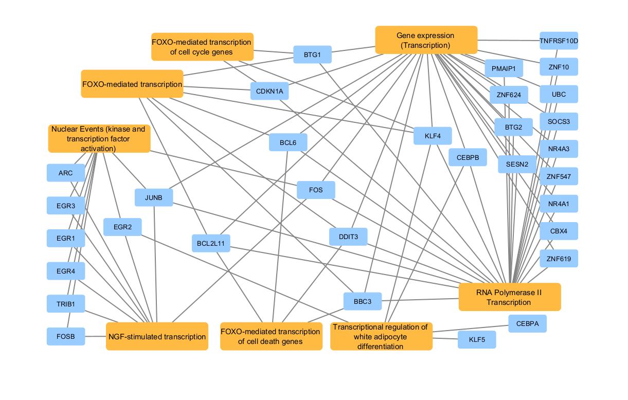 Final Reactome network after customization inside Cytoscape.